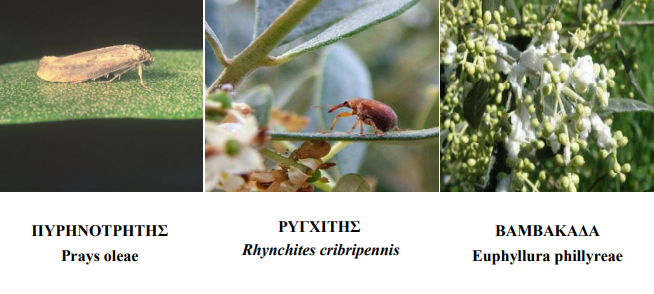 PYRHNOTRHTHS RYGXITHS BAMBAKADA