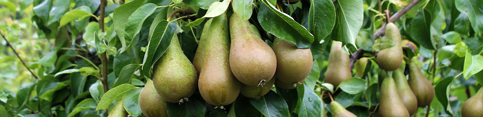 Pear Tree