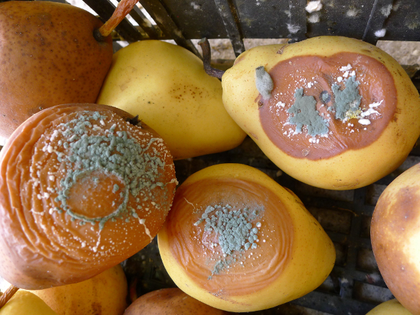 Penicillium expansum axladi karpos kianoprasini eksanthisi 2