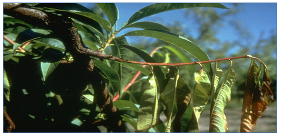 Phomopsis amygdali