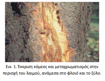 Phytophthora
