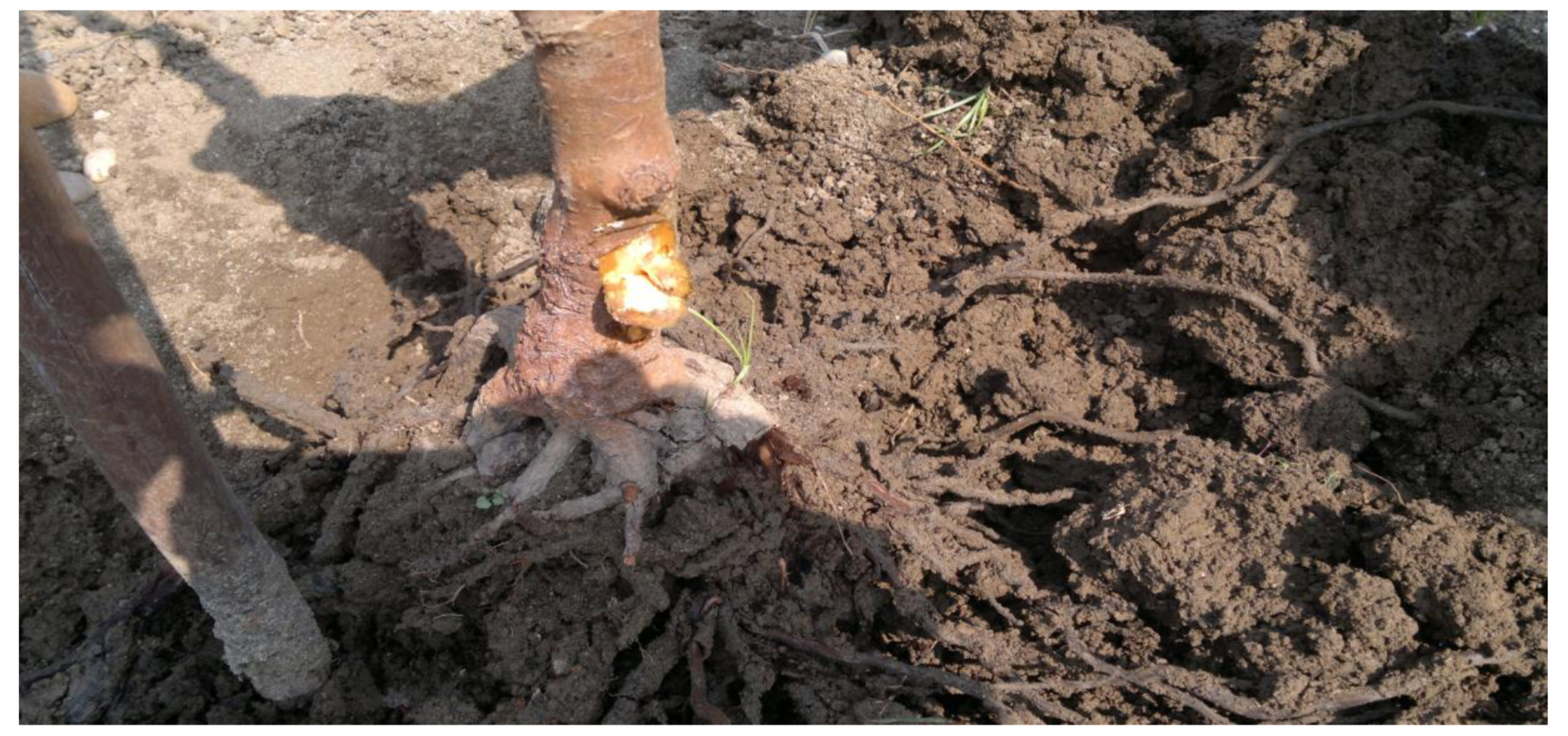 Phytophthora spp