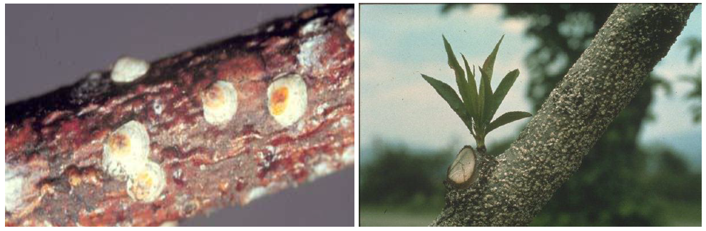 Pseudaulacaspis pentagona