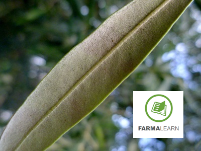 Pseudocercospora cladosporioides elia katw fyllo gri perioxi 1