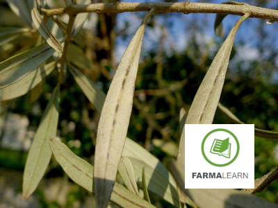 Pseudocercospora cladosporioides elia katw fyllo gri perioxi 5