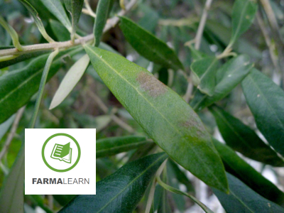 Pseudocercospora cladosporioides elia panw fyllo nekrwtiki perioxi 2