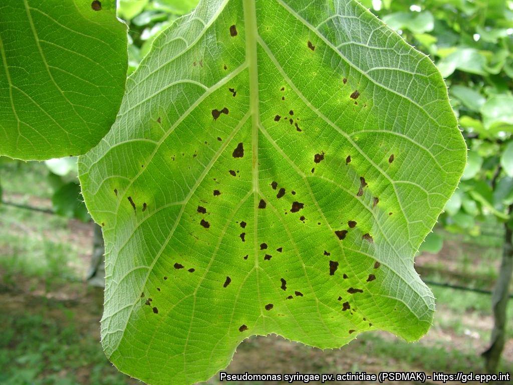 Pseudomonas syringae pv actinidiae1