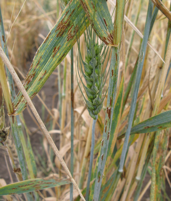 Puccinia graminis 6