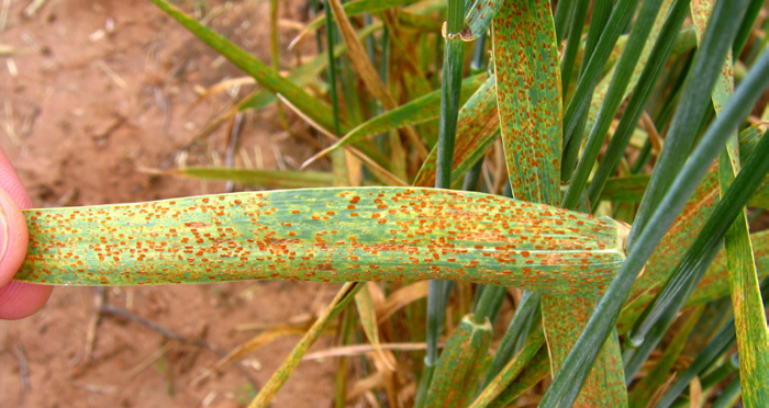 Puccinia hordei 7
