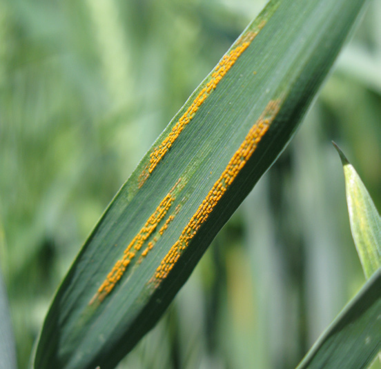 Puccinia striformis 5