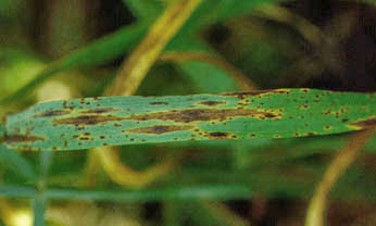 Pyrenophora teres 2