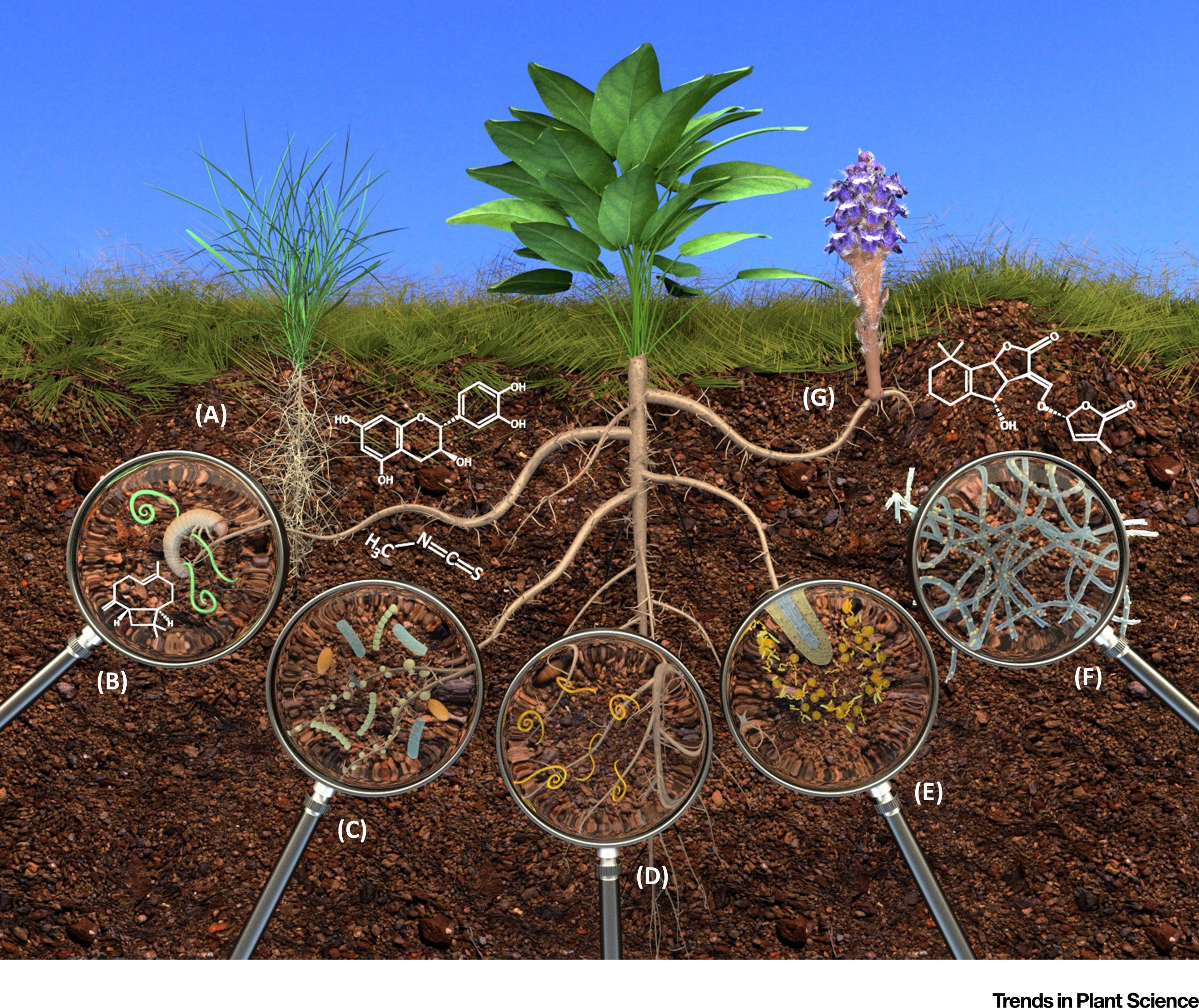 RHIZOSPHERE