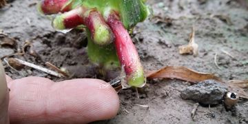 ROOT EXUDATES