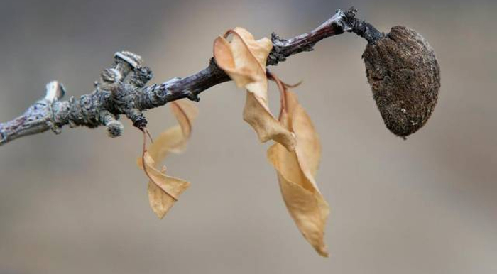 RP FRESNO FALLOW almond