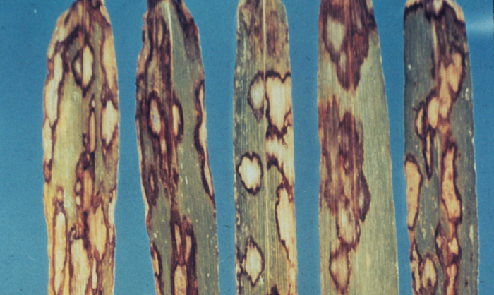 Rhynchosporium secalis 4