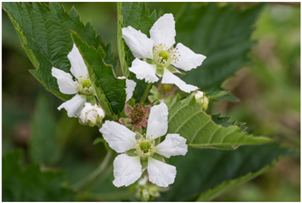 Rubus fruticosus βατα ζιζανιο