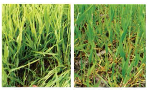 S defficiency 749x403 c