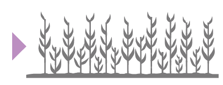 SIVANTO PRIME agrou