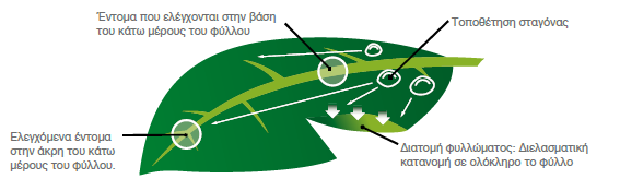 SIVANTO PRIME leaf