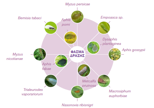 SIVANTO PRIME myzhtika entoma