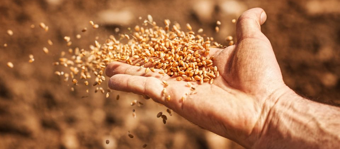 SOWING