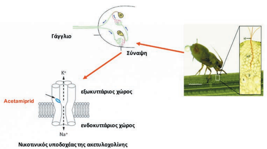 SYNAPSH