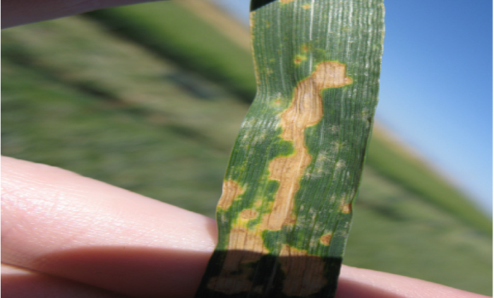 Septoria tritici 3