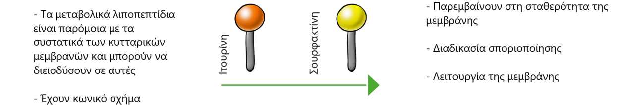 Serifel 1
