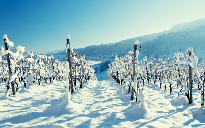 Snow on Vineyard 1920x1200 wide wallpapers.net