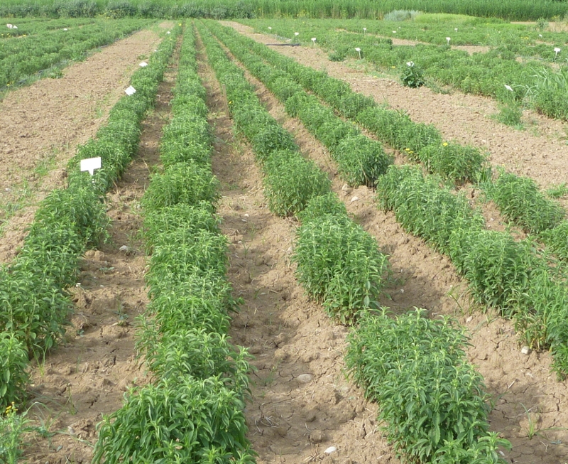Stevia