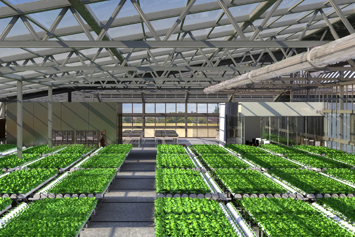 Structure Hydroponic Greenhouse 1 ITC Ltd