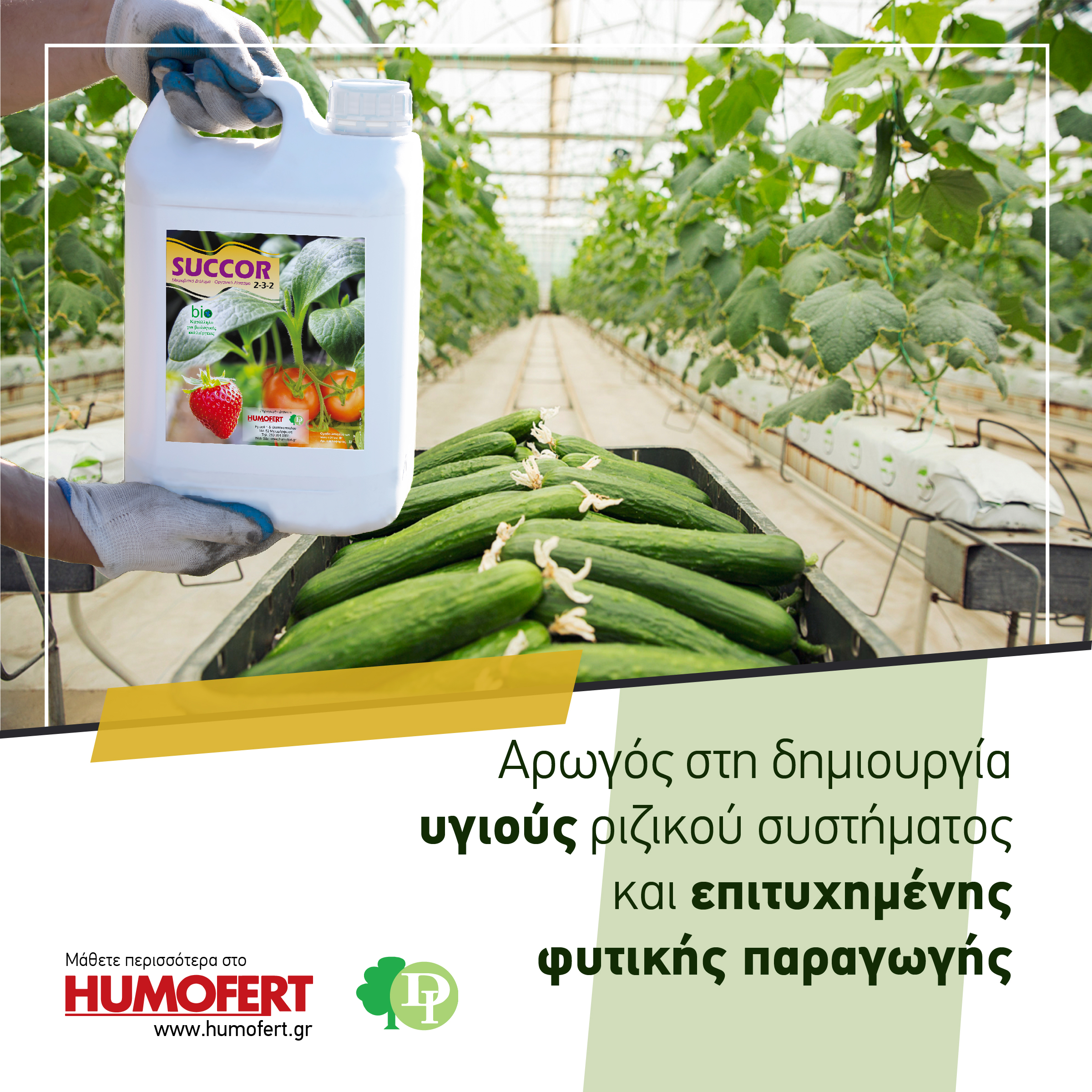 Succor Social Post 01