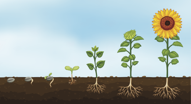 Sunflower Growing in ground