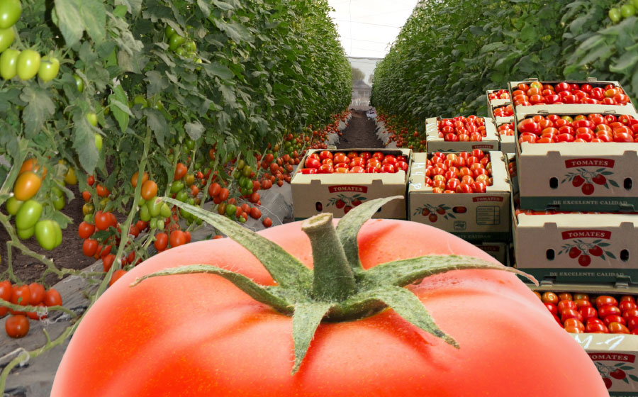 TOMATOES
