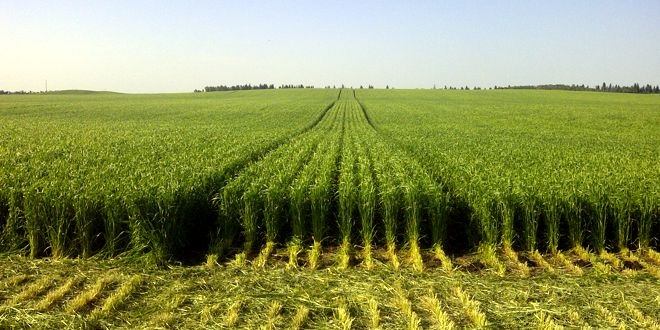 TRAFIC FARMING