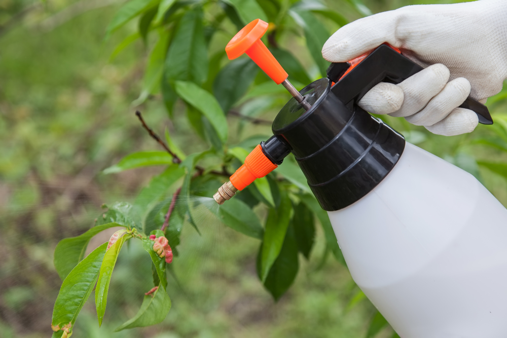 TREATING PEACH LEAF