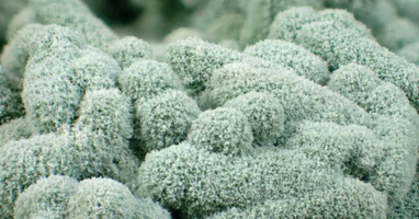 TRICHODERMA 1