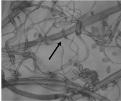 TRICHODERMA 2