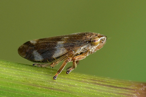 TZITZIKAKI