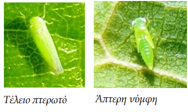 TZITZIKAKI PROSBOLH