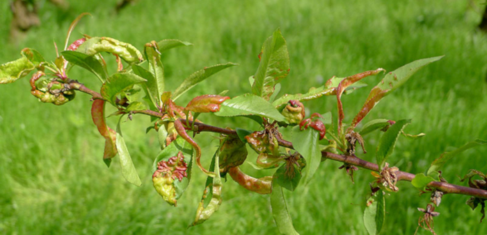 Taphrina deformans rodakino fouskales 1