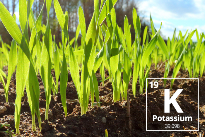 Taurus Inbound Blog Jan2018 AgriculturalNutrientProfile Potassium Part4 01b