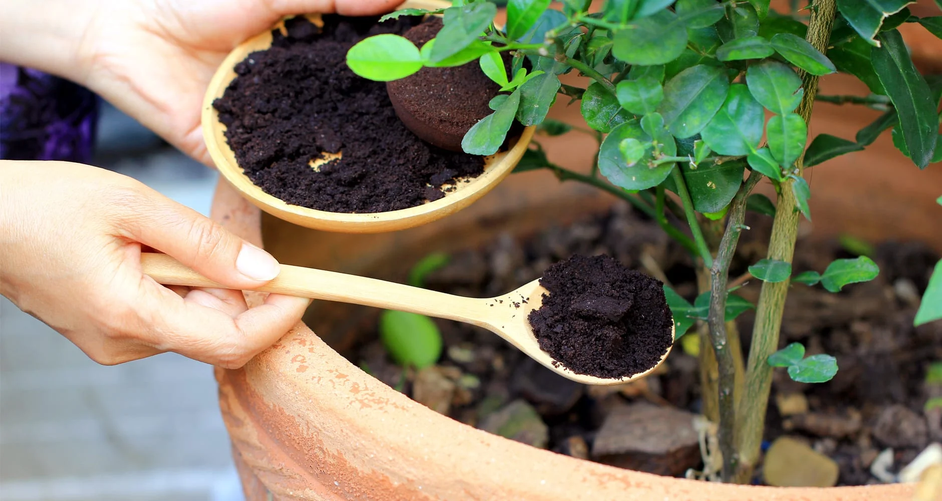 Uses Coffee Grounds Tips A194732839