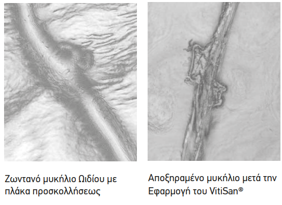 VITISAN TROPOS DRASHS