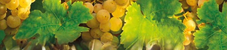 VITISAN VINE