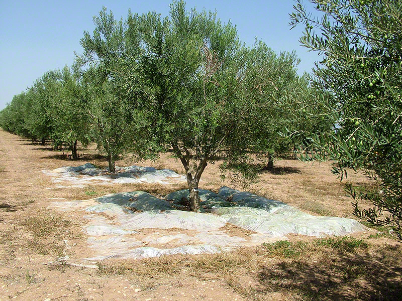 Verticillium dahliae 