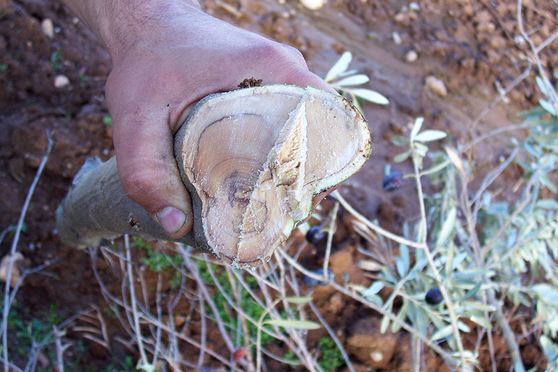 Verticillium dahliae elia metaxrwmatismos aggeiwn 2