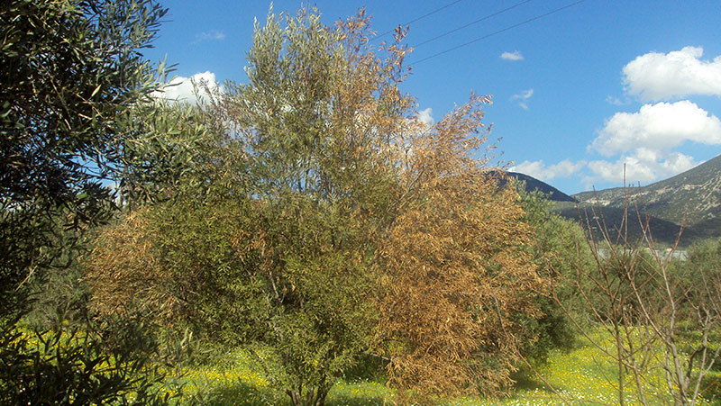 Verticillium dahliae elia prosboli braxiona