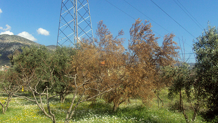 Verticillium dahliae elia prosboli dentrou