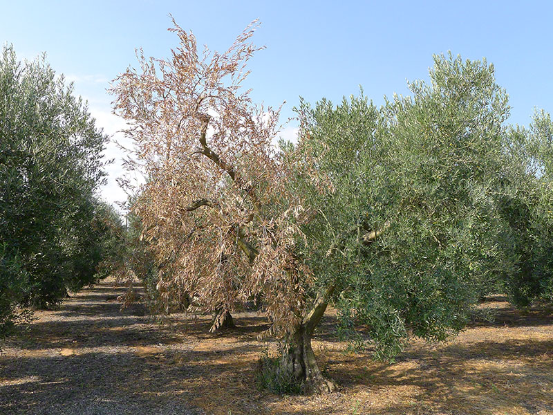 Verticillium dahliae elia hemipligia 1